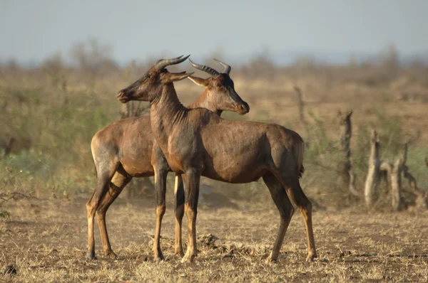 Dwa Tsessebe Kruger National Park Afryka Południowa — Zdjęcie stockowe