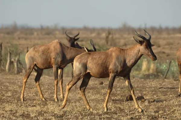 Lierantilope Kruger National Park Zuid Afrika — Stockfoto