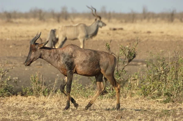 Tsessebe Och Större Kudu Kruger National Park Sydafrika — Stockfoto