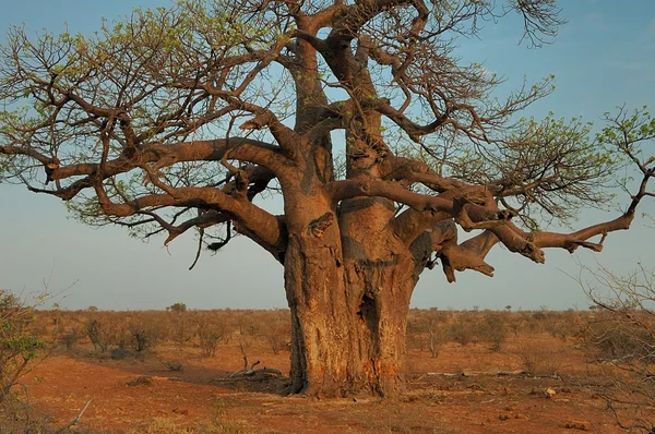 Крупнейшее дерево Баобаб, Мапхубве, Южная Африка — стоковое фото