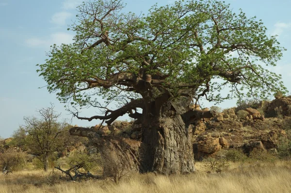 Baobá Adansonia Digitata — Fotografia de Stock