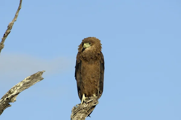 Ανώριμα bateleur αετός — Φωτογραφία Αρχείου