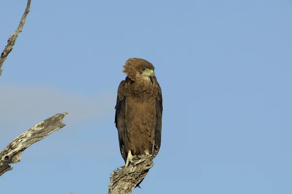 Immature bateleur eagle — Stock Photo, Image
