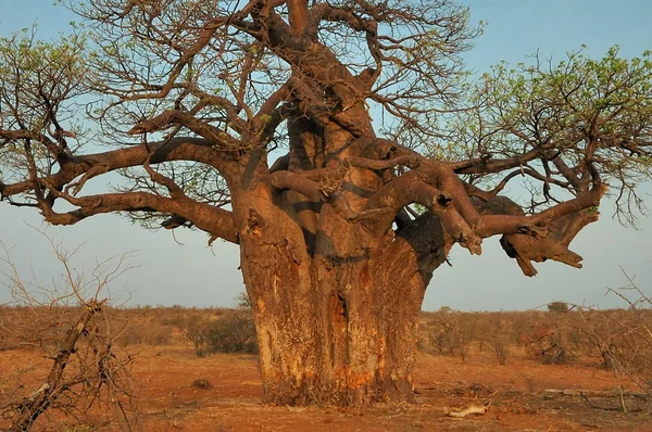 Δέντρο Baobab Αδανσονία Laminaria Μπορούμε Royalty Free Εικόνες Αρχείου