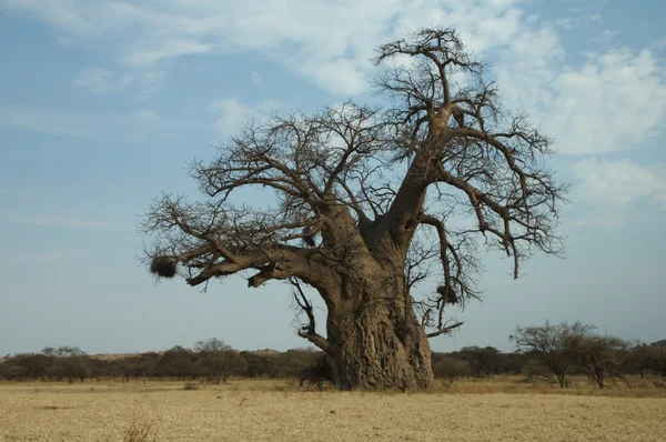 Träd Från Baobab Stockbild
