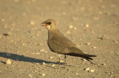 yakalı pratincole