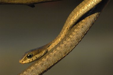 Young female Boomslang (