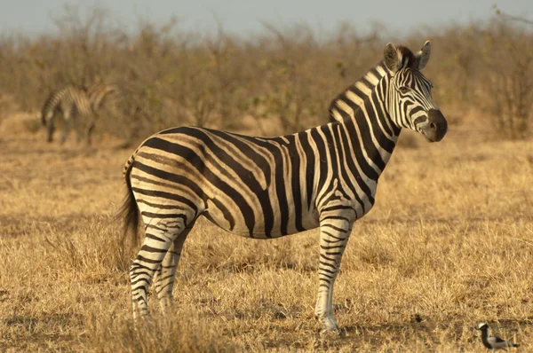 Chapman's zebra — Stock Photo, Image