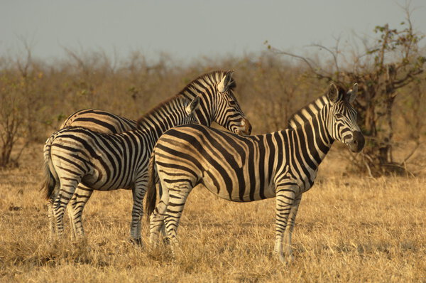 Chapman's zebra: mare with her foal and stallion