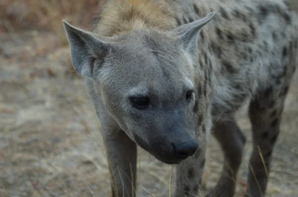 Täplikäs hyeena — kuvapankkivalokuva