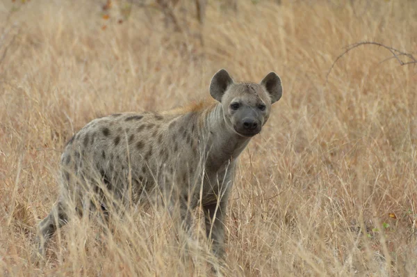 Neugierige Hyäne — Stockfoto