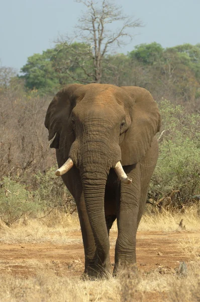 Bull elefant — Stockfoto