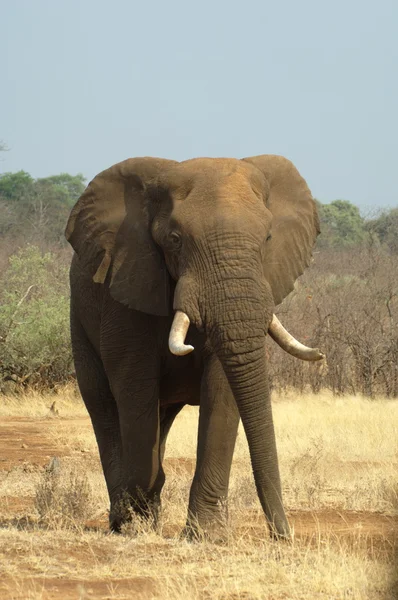 Kruger parku słoni — Zdjęcie stockowe