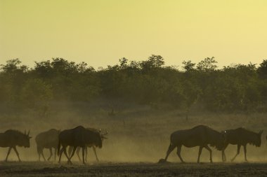 alacakaranlıkta wildebeest