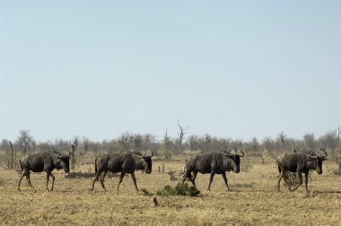 alacakaranlıkta wildebeest