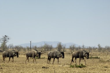 alacakaranlıkta wildebeest