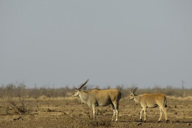 Cape eland on the African savannah clipart