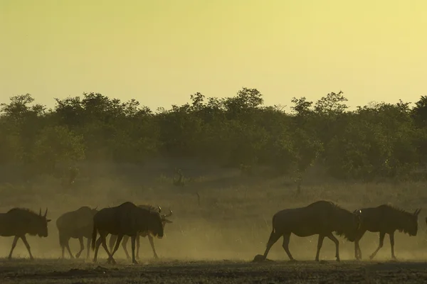 Wildebeest at dusk — Stock Photo, Image