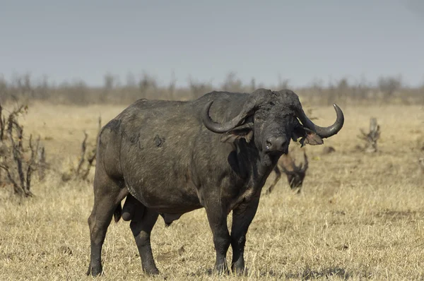 Wildebeest al crepuscolo — Foto Stock