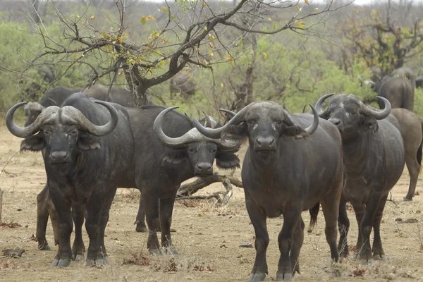 Alacakaranlıkta wildebeest — Stok fotoğraf