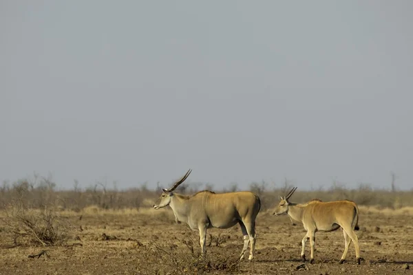 在非洲大草原上的角大羚羊 — 图库照片