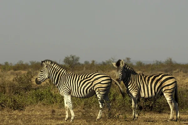 Zebra op de savanne — Stockfoto