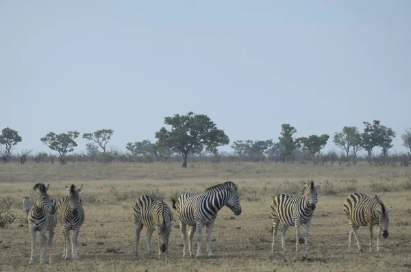 Małe stado zebry — Zdjęcie stockowe