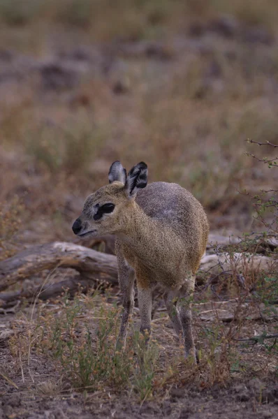 Antilope saltarupe — Foto Stock