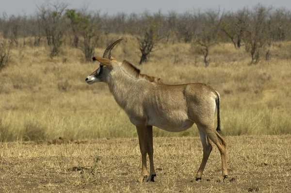 Roan антилопи — стокове фото