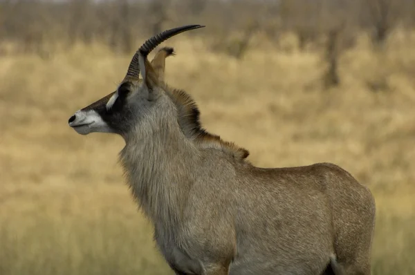Kobieta roan antelope — Zdjęcie stockowe