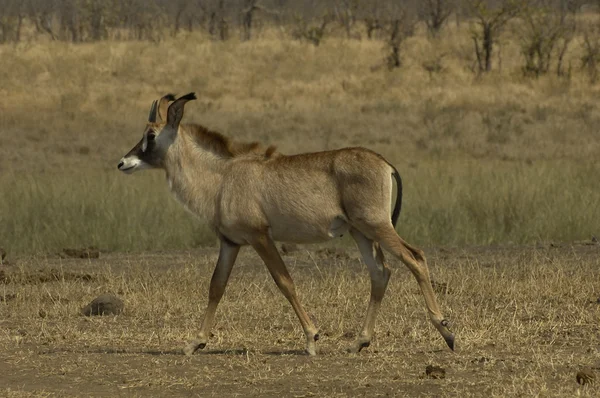 Young roan antelope — Stock Photo, Image