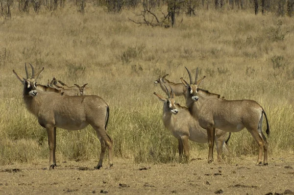 Małe stado roan antelope — Zdjęcie stockowe
