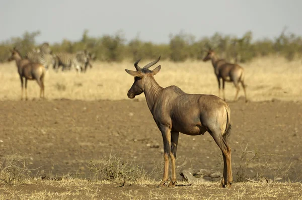 Tsessebe antelopes — Zdjęcie stockowe