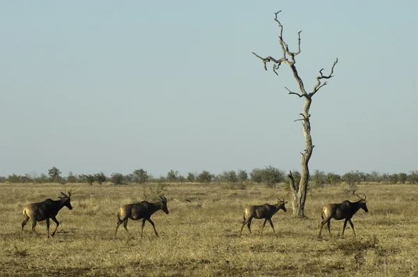 Tsessebe antelopes on the wild, wide, open plains — Stock Photo, Image