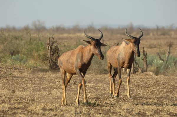 Dwie antylopy tsessebe na sawannie — Zdjęcie stockowe