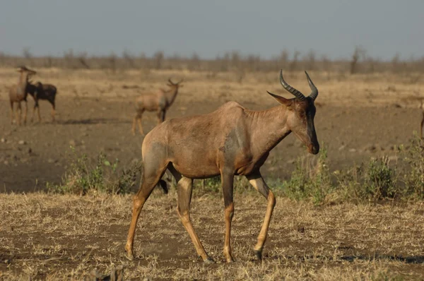 Tsessebe antiloper — Stockfoto