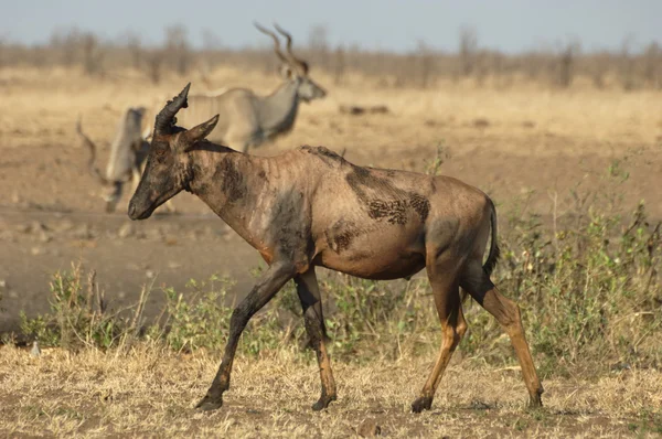 Tsessebe con kudu sullo sfondo — Foto Stock