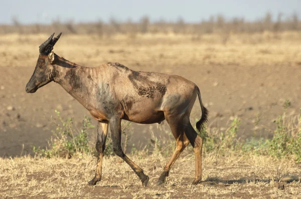 Tsessebe antelope — Stock Photo, Image