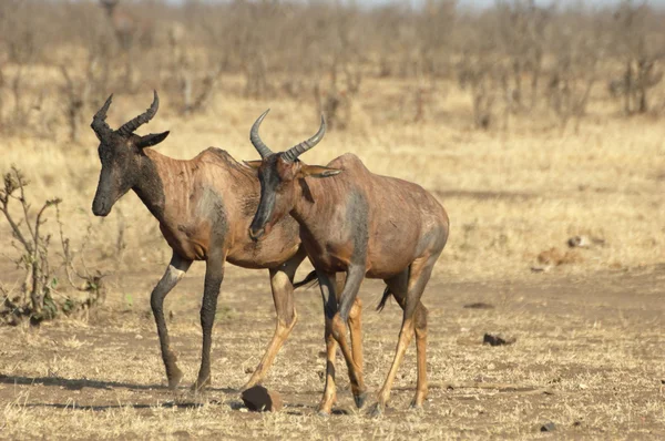 Tsessebe antilop — Stockfoto