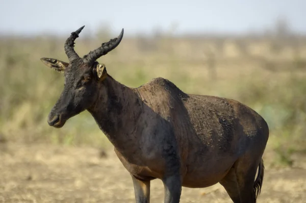 Територіальні бик — стокове фото