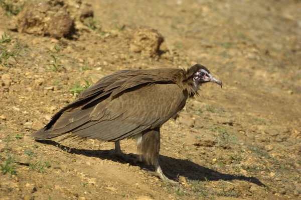 Hooded vulture — Stock Photo, Image