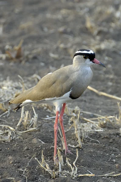 Crowned lapwing — Stock Photo, Image
