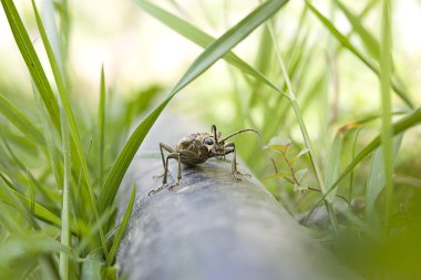 Nervürlü çam matkap (Rhagium Engizisyon Mahkemesi)