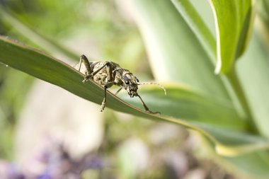 Nervürlü çam matkap (Rhagium Engizisyon Mahkemesi)