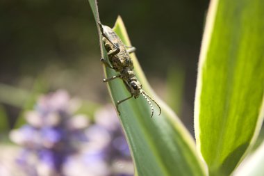 Uzun boynuz böceği çim makro fotoğraf