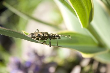 Nervürlü çam matkap (Rhagium Engizisyon Mahkemesi)