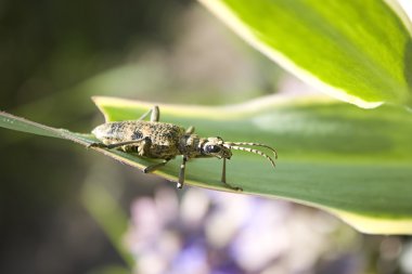 Uzun boynuz böceği çim makro fotoğraf