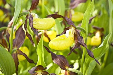 Yellow Lady's Slippers in bloom clipart