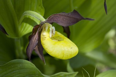 Yellow Lady's Slippers in bloom clipart