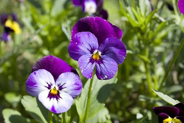 stock image Viola tricolor